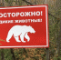 На окраины населенных пунктов Советского района Югры выходят медведи - Комсомольская Правда