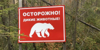 На окраины населенных пунктов Советского района Югры выходят медведи - Комсомольская Правда