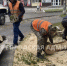 В Брянске упавшее из-за непогоды дерево перегородило дорогу - Сетевое издание Новости Брянска