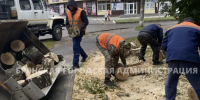 В Брянске упавшее из-за непогоды дерево перегородило дорогу - Сетевое издание Новости Брянска