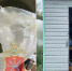 Полицейские нашли на садовом участке тулячки крупную партию марихуаны - ТК Первый Тульский