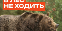 Как защититься от медведя    · не гулять в одиночку.. - Козульский район