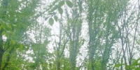 Работники филиала Рослесозащиты проверили лесные участки, где провели санитарно-оздоровительные мероприятия - Рослесозащита ЦЗЛ Республики Дагестан