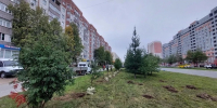 В Нижневартовске на аллее Журналистов высадили рябины - Комсомольская Правда