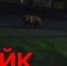 Фото из канала Петра Вагина в МАКСе, автор неизвестен - Tumentoday.Ru