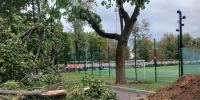 В Курске из-за непогоды упало дерево в парке Пионеров - Курские Известия