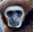 Гиббон Ангелина из Челябинска уехала искать счастье в Калужскую область - Агентство новостей Доступ