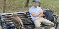 В Курортном парке Ессентуков у нелегальных фотографов забрали орлов - ИА Победа 26