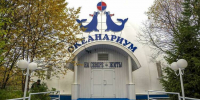 Тюлений поцелуй как знак благодарности - Мурманский вестник