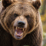 Жители города Абаза: Отстрелянных медведей могут сдавать на колбасу - Комсомольская Правда