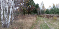 Фотоловушка зафиксировала нарушение противопожарного режима в нижегородских лесах - Время Н