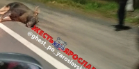 На трассе под Ярославлем сбили лося - Комсомольская Правда