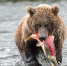 Фото: Tony Campbell/Shutterstock/Fotodom - Ямал-Медиа