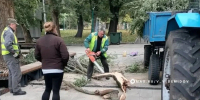 В Белгороде убрали около 50% поваленных из-за непогоды деревьев - Сетевое издание Победа 31