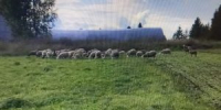 В Малопургинском районе Удмуртии гражданин содержит овец с нарушением ветеринарных правил - Россельхознадзор