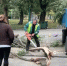 В Белгороде коммунальные службы продолжают убирать упавшие из-за ветра деревья - Комсомольская Правда