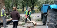 В Белгороде коммунальные службы продолжают убирать упавшие из-за ветра деревья - Комсомольская Правда