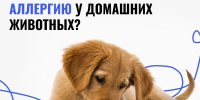 Аллергия у питомца: на что обратить внимание? - Департамент ветеринарии