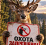 В Калужской области на две недели запретили охоту - Телерадиокомпания Ника