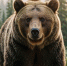 В Листвянке медведь проник на территорию отеля, привлеченный мусорными баками - Baikal24.Ru