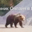 Огромный медведь вышел к кировским дорожникам - Город Киров