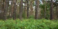 лес деревья - РИА Омск-информ