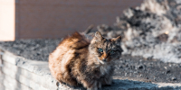 Кошка ИА PrimaMedia - ИА Eaomedia.Ru