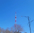 Кадры тигров с фотоловушки покажет телебашня - Teleport2001.Ru