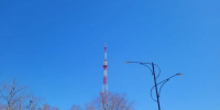 Кадры тигров с фотоловушки покажет телебашня - Teleport2001.Ru