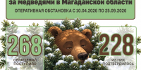 На Колыме на прошедшей неделе медведи выходили к людям всего два раза - MagadanMedia.Ru