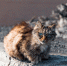 Кошка ИА PrimaMedia - IrkutskMedia.Ru