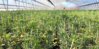 Фото: Портал государственных органов Костромская область - ГТРК Кострома