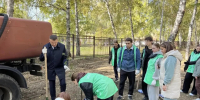 Компенсационное озеленение в Ленинском районе: на аллее у АГИК высадили новые деревья - Администрация г. Барнаул