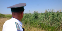 14,9 га в Камышинском районе заросли сорняками - Инфокам