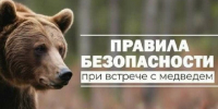 Памятка "Как вести себя при встрече с медведем" - Островский муниципальный район