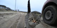 Житель Саранска ударил ножом брата! - Столица С