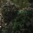 Фото: Игорь Сизов - НИА-Кубань