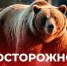 О дополнительных мерах безопасности в связи с участившимися случаями выхода медведей - Служба по финансово-бюджетному надзору