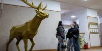 В Иванове два зайца поселились в детском саду, а колледж украсили олень и пантера - Известно.ру