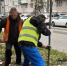 На улице Баррикад высадили 8 декоративных яблонь - Калужская неделя