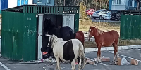 В брянском Сосновом Бору лошади растаскивают мусор - БрянскToday.Ru