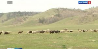 Ветврача осудили за взятку - Вести Хакасия