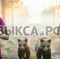 🐻 Утренний кросс с адреналином: выксунские бегуньи столкнулись с медвежатами - Выкса.РФ