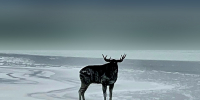 background - Cher-Poisk.Ru