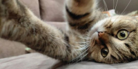 Козерогов во что-нибудь запрягут, идеи Раков не вызовут восторга - ИА Порт Амур