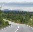 На пути в Териберку на дорогу выходит лось - SeverPost.ru