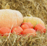 Ярмарка «Дары осени» в субботу пройдет сразу на трех площадках (0+) - Вологда.РФ