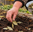 После урожая «хороню» лаврушку прямо в грядке: 10–15 листьев на метр — и грядка словно «омолаживается» - Pro Город Ухта