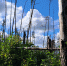 Лесопатологические обследования в Куменском лесничестве - Рослесозащита