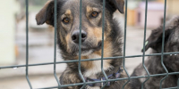 Москва помогает Мариуполю заботиться о бездомных собаках - Донецк Медиа